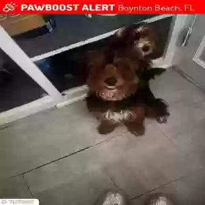 lost female dog lulu