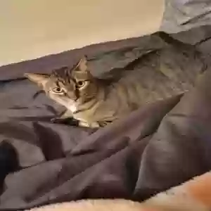 lost female cat marcy
