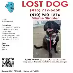 lost female dog minnie (but please note she's skittish)