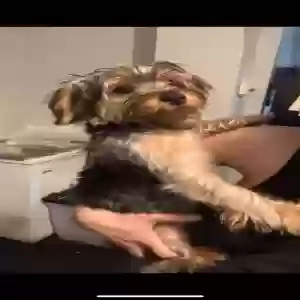 lost female dog kleo