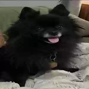 lost female dog cole