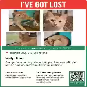 lost male cat sherbert