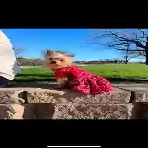 lost female dog fifi