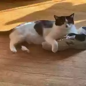 lost male cat wes