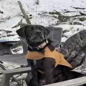 lost male dog chief