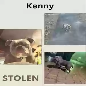 lost male dog kenny