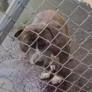 lost male dog steel