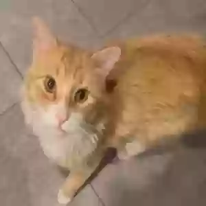 lost male cat bean
