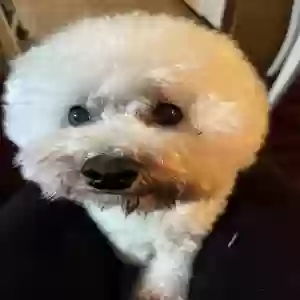 lost male dog romeo