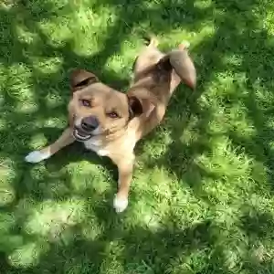 lost male dog chico