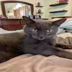 lost male cat comet