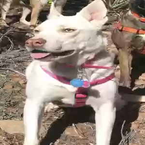 lost female dog lila