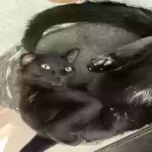 lost male cat bruno