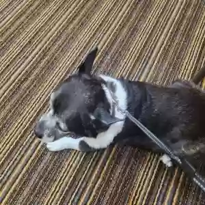 lost male dog littles