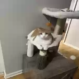 lost male cat donnie