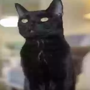 lost female cat bea