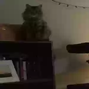 lost female cat biscuit