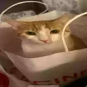 lost male cat cheetos