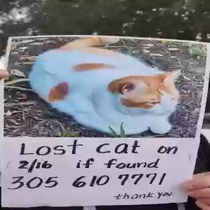 lost male cat unknown