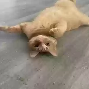 lost male cat bruce