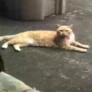 found unknown cat unknown