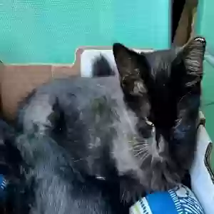 lost unknown cat fluffy