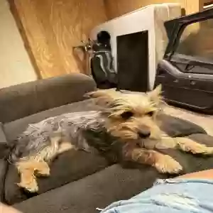 lost female dog sugar