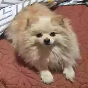 lost female dog pelusa