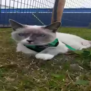 lost male cat ash