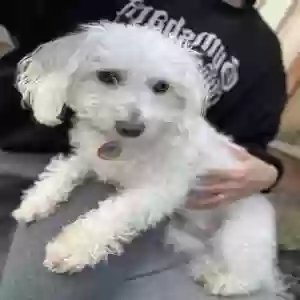 lost male dog tortuga