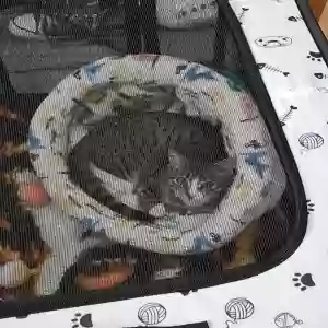 lost male cat henry
