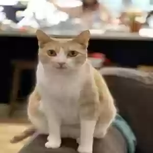 lost male cat sony