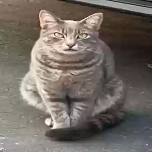 lost male cat ham