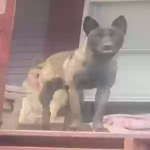 lost male dog rex