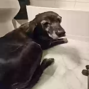 found female dog relay