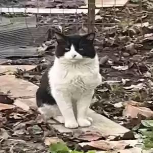 found male cat i call him coconut