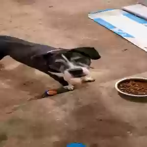 lost male dog roscoe