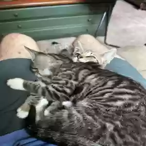 lost male cat teach