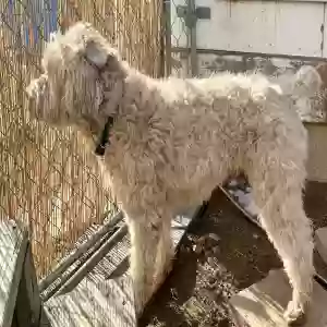 lost male dog jake