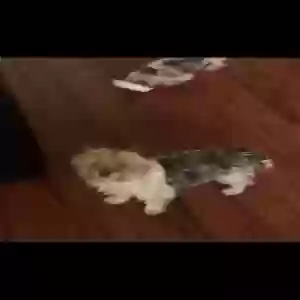 lost female dog trixie