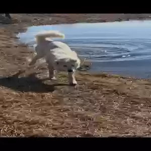 lost male dog donuts