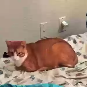 lost male cat pixel