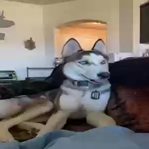 lost male dog koda