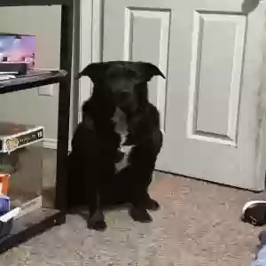 lost male dog ace