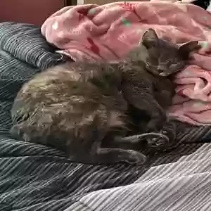 lost female cat lucy