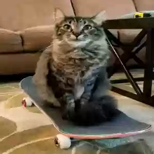 lost female cat luna
