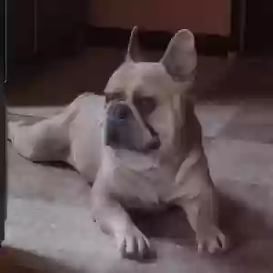 found male dog unknown