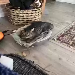 found male cat unknown