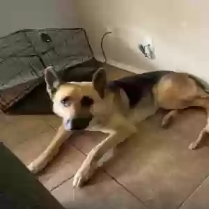lost male dog rex