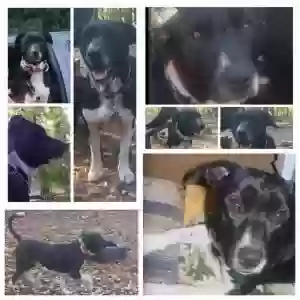 lost male dog bohdan